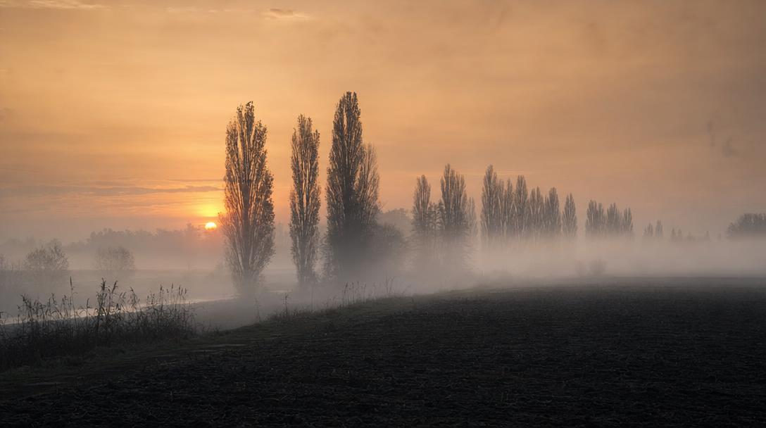 Alba nella nebbia sulla Bassa Parmense, filari di pioppi
